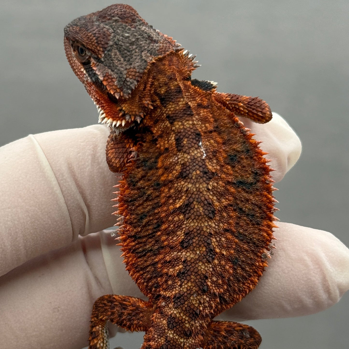 Red Monster Bearded Dragon 279