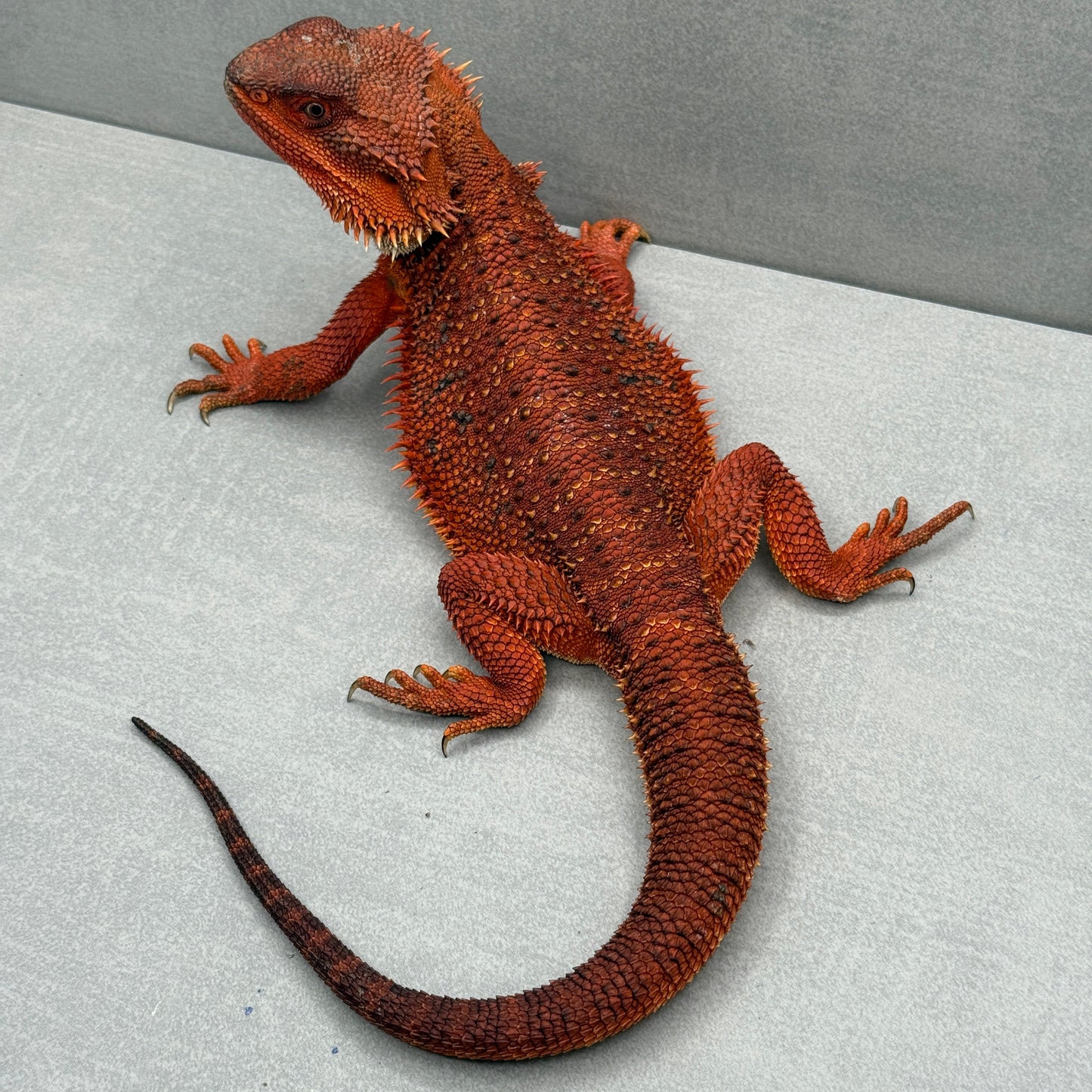 Full Red Monster Bearded Dragon