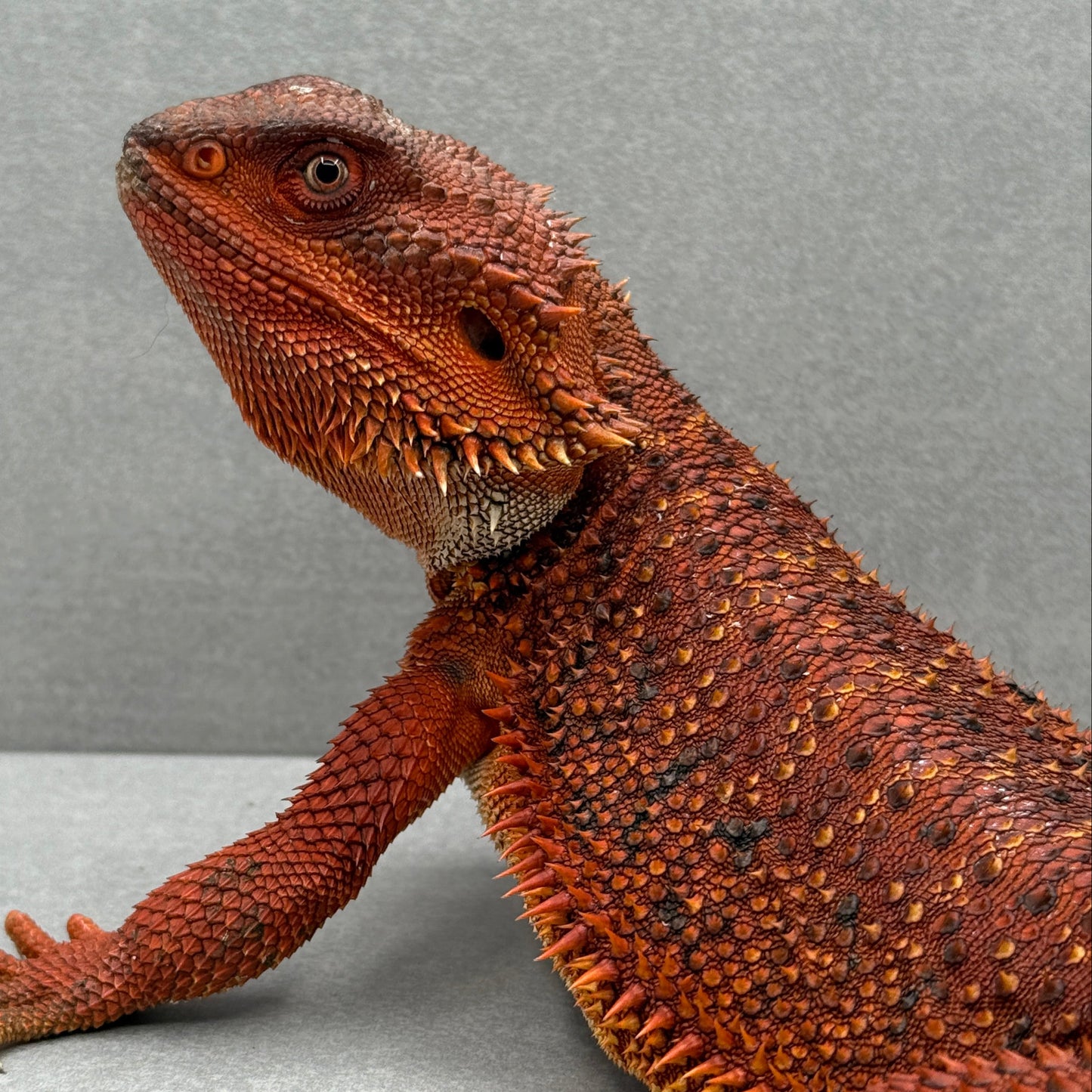 Full Red Monster Bearded Dragon