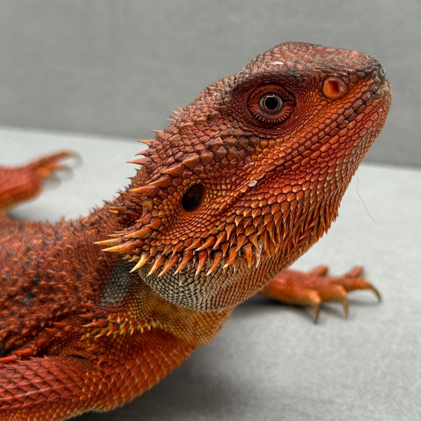 Full Red Monster Bearded Dragon