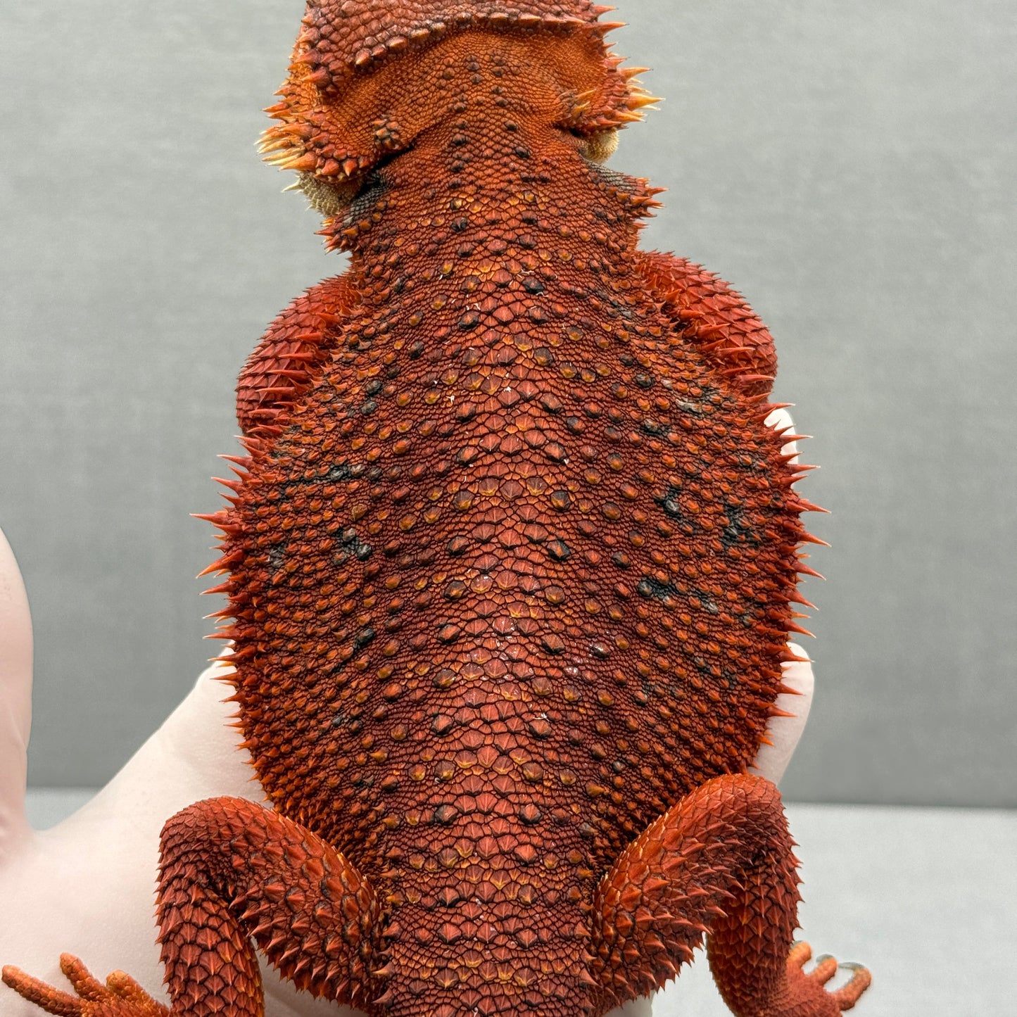 Full Red Monster Bearded Dragon