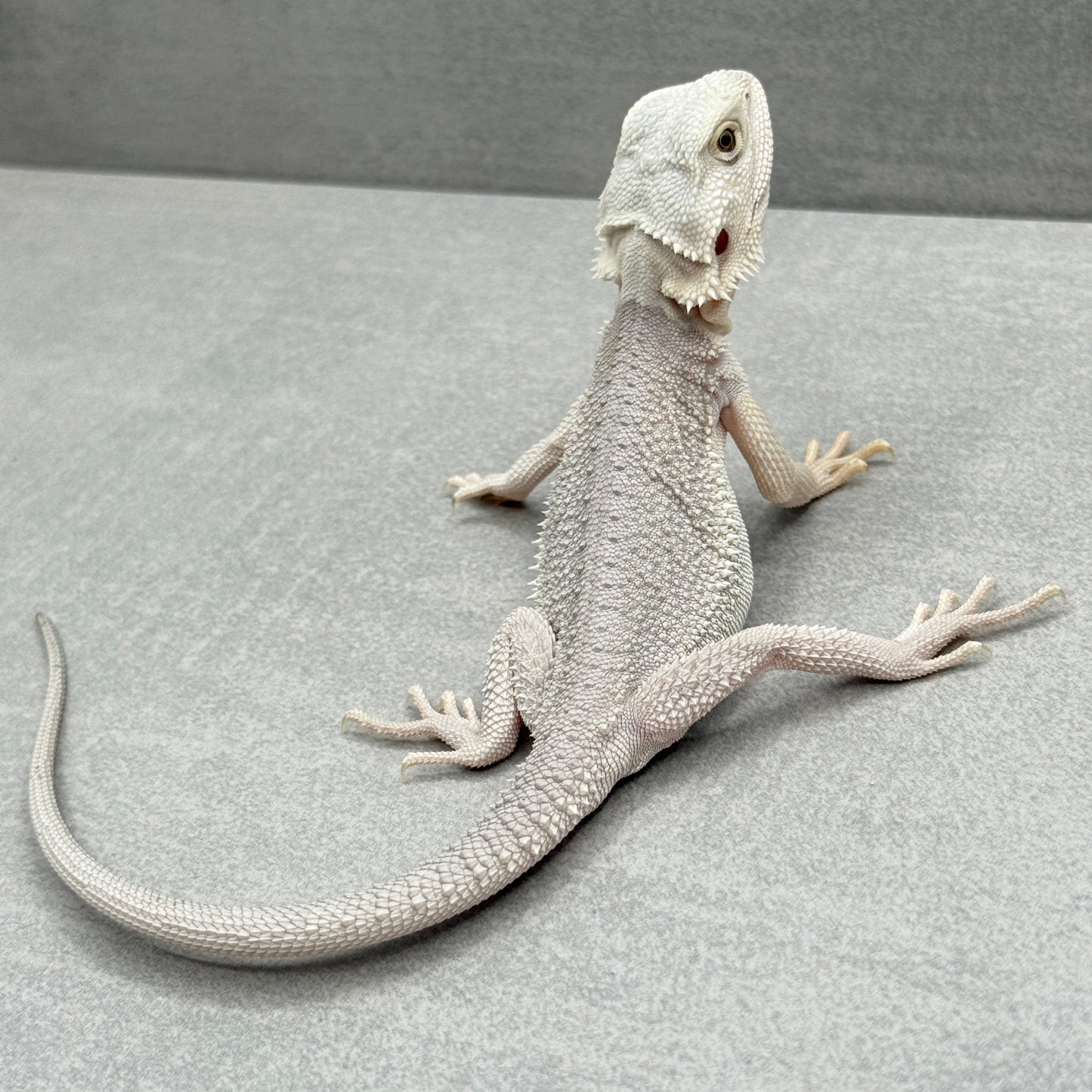 Hypo Zero Bearded Dragon 291