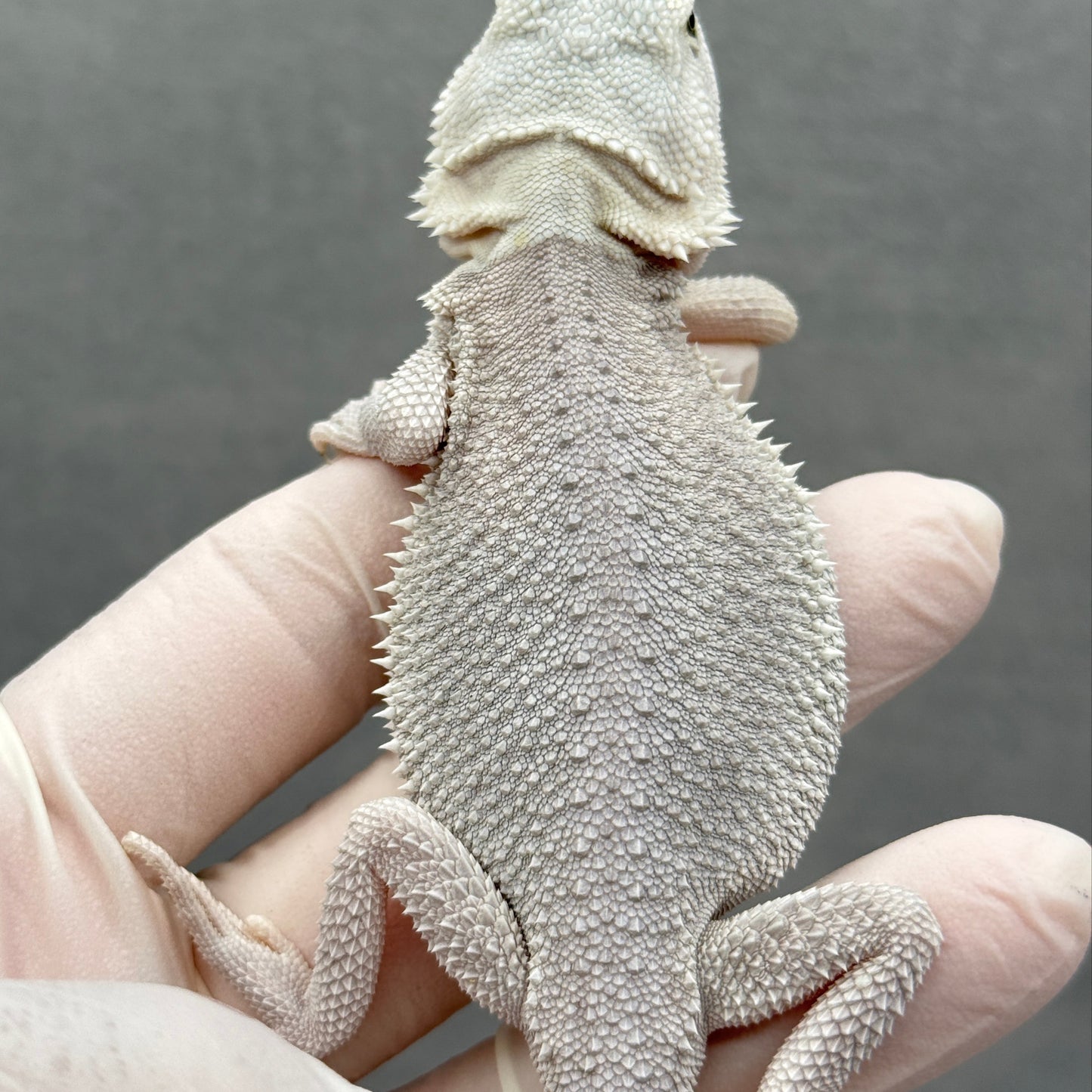 Hypo Zero Bearded Dragon 291
