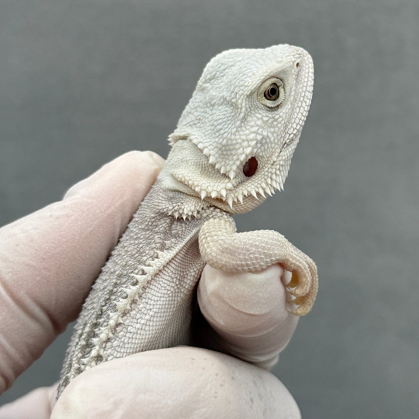 Hypo Zero Bearded Dragon 291