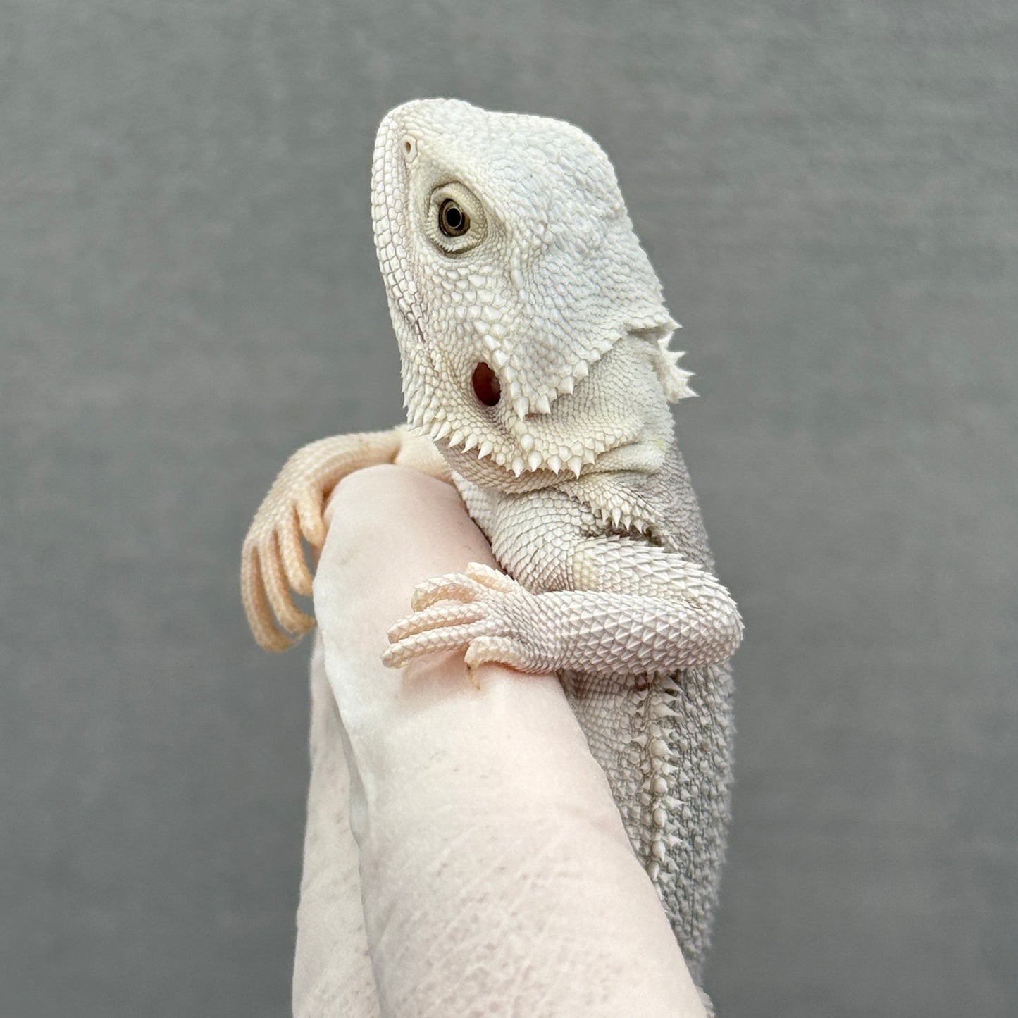 Hypo Zero Bearded Dragon 291