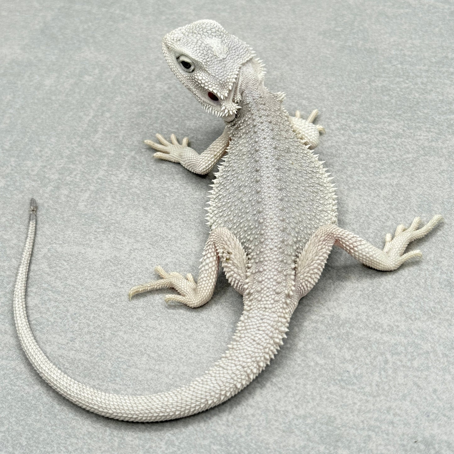 Hypo Zero Bearded Dragon 292