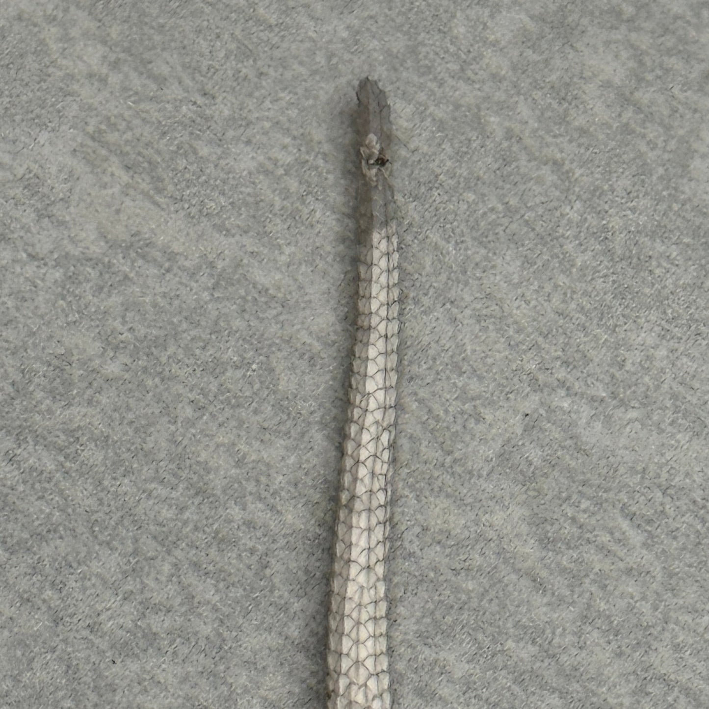 Hypo Zero Bearded Dragon 292