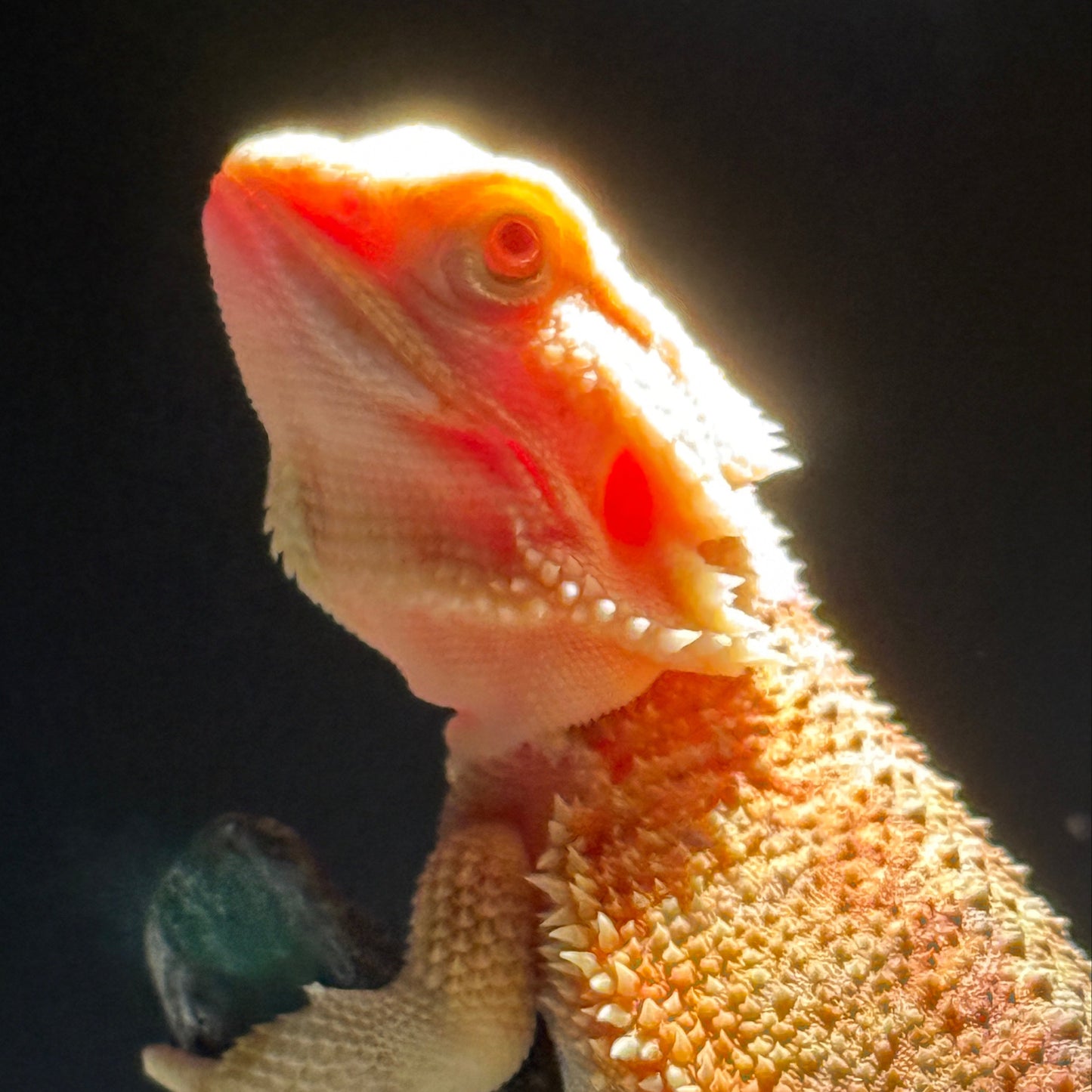 T+ Albino Bearded Dragon