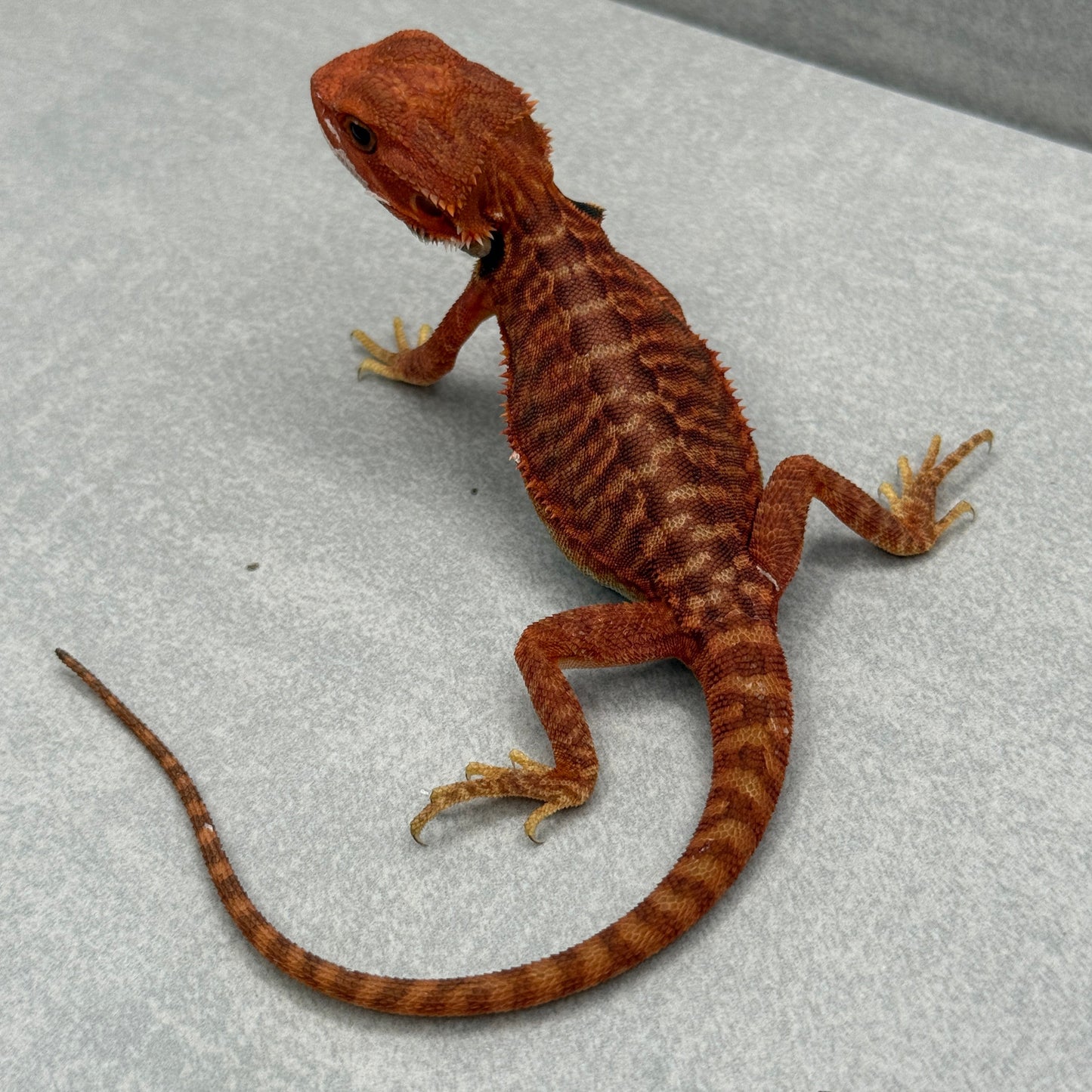 Red Trans Leatherback Bearded Dragon 301