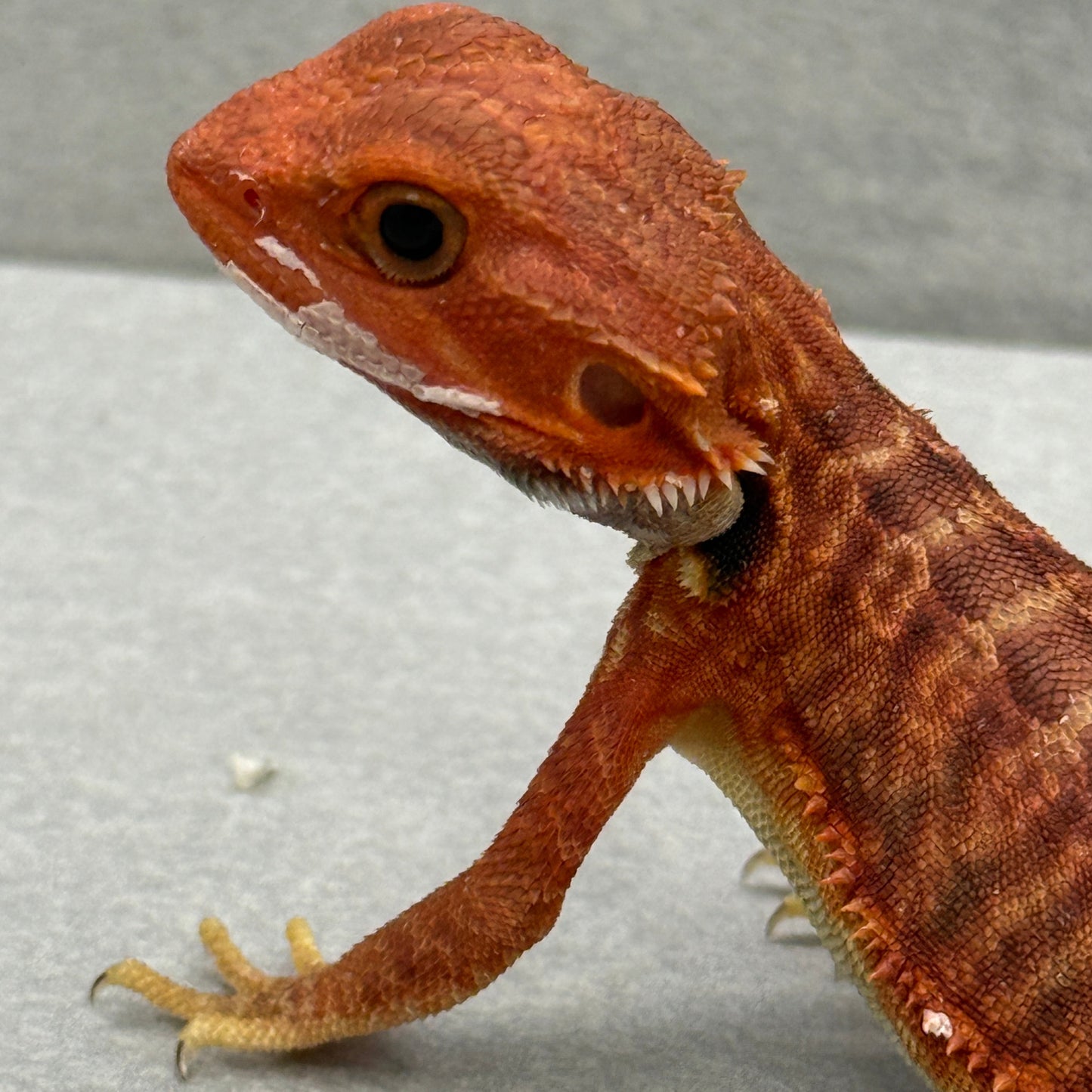 Red Trans Leatherback Bearded Dragon 301