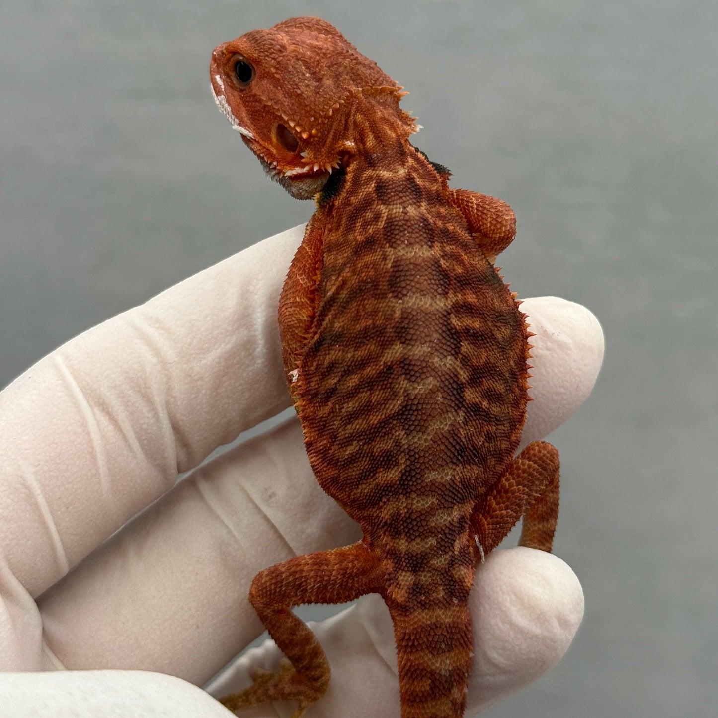 Red Trans Leatherback Bearded Dragon 301
