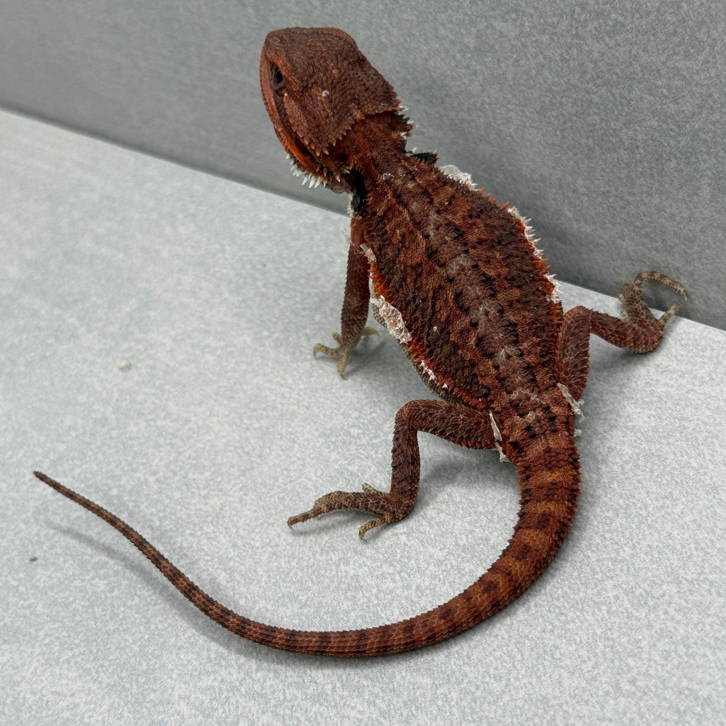 Red Trans Bearded Dragon 302
