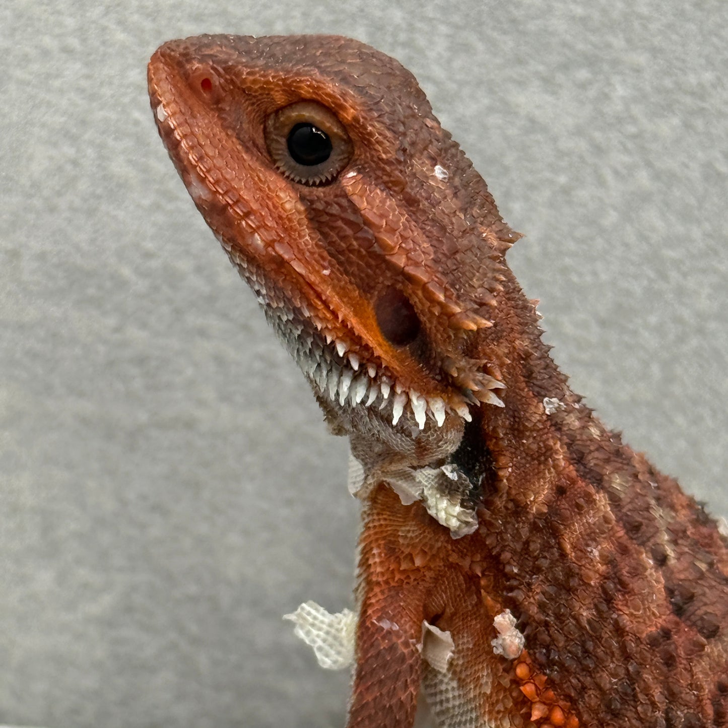 Red Trans Bearded Dragon 302
