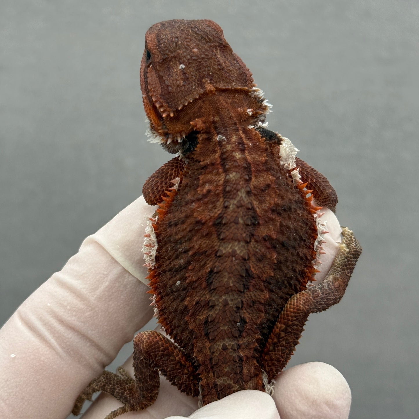 Red Trans Bearded Dragon 302