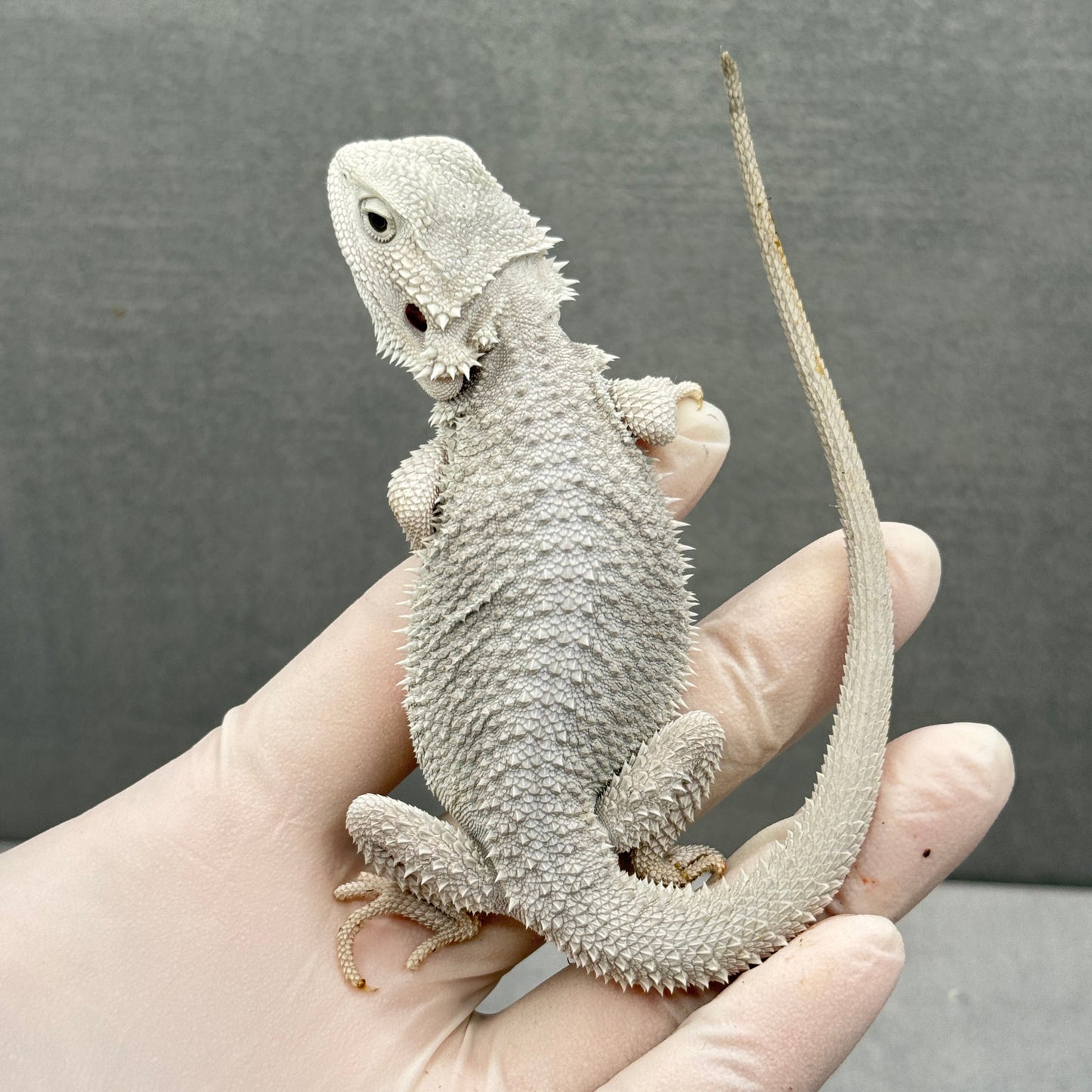 Hypo Zero Bearded Dragon 303