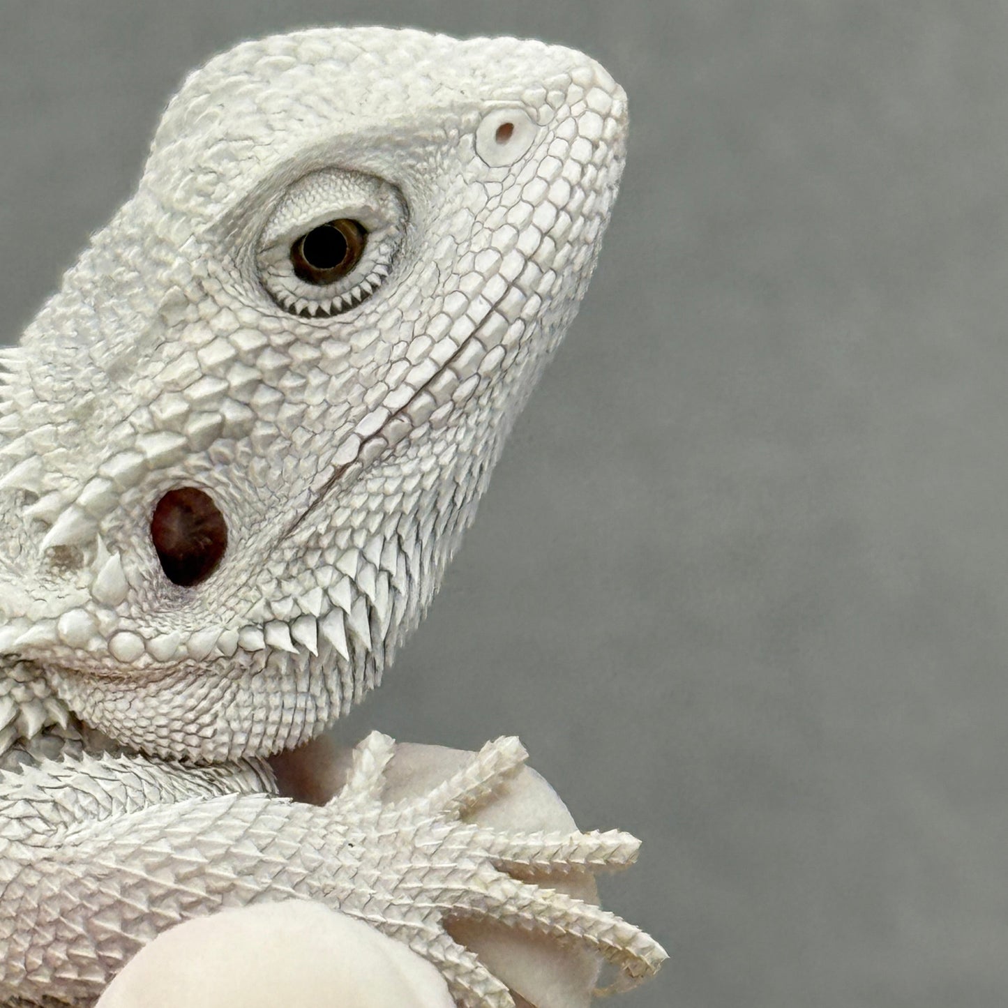 Hypo Zero Bearded Dragon 303