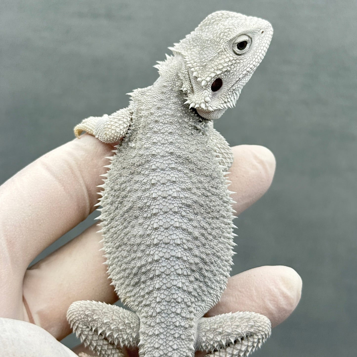 Hypo Zero Bearded Dragon 303