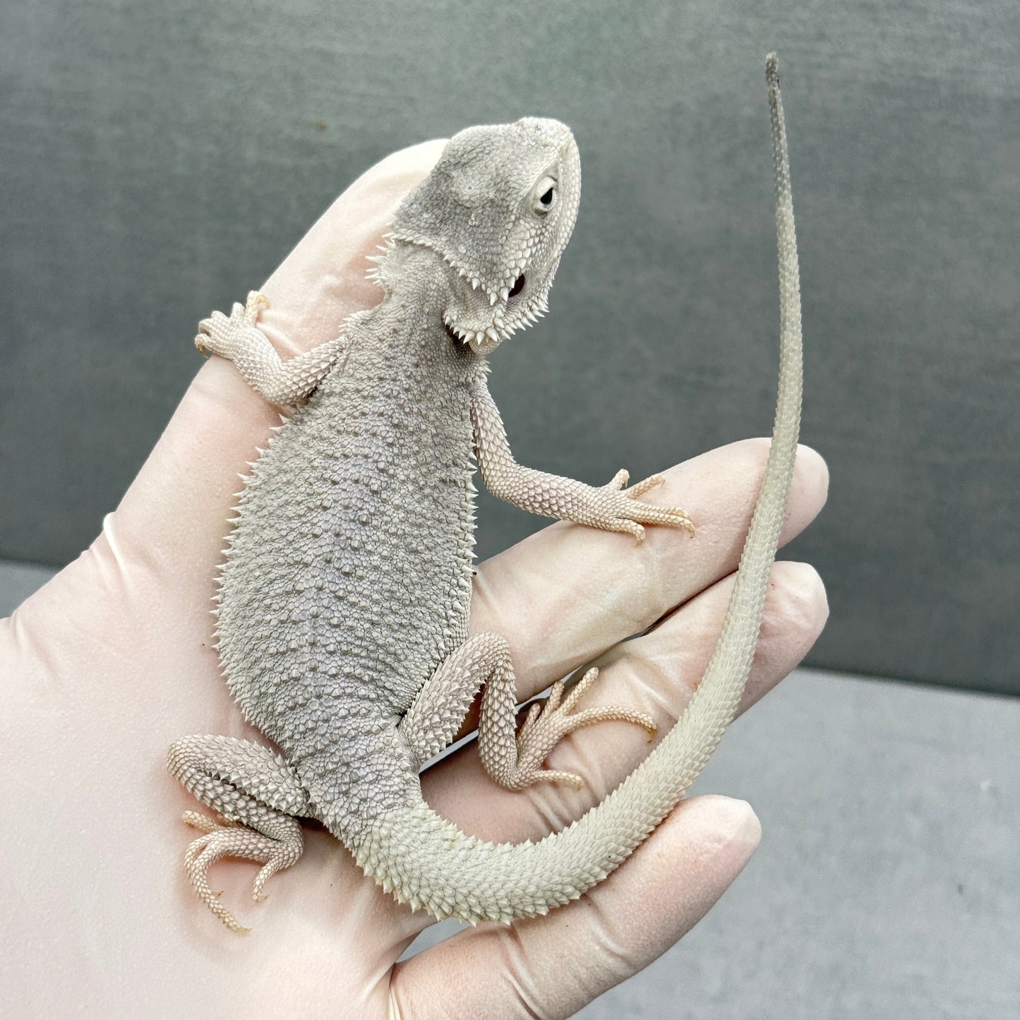 Hypo Zero UNIQUE EYES Bearded Dragon 304