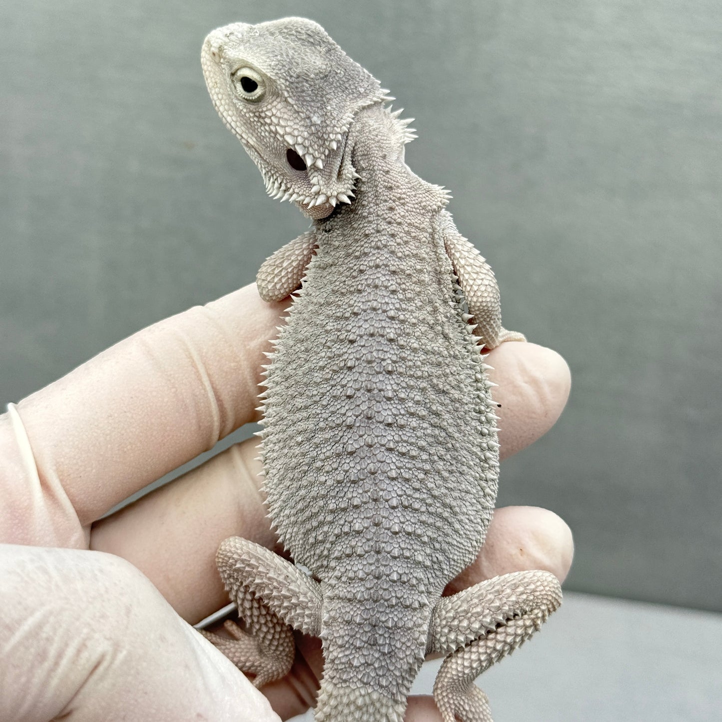 Hypo Zero UNIQUE EYES Bearded Dragon 304
