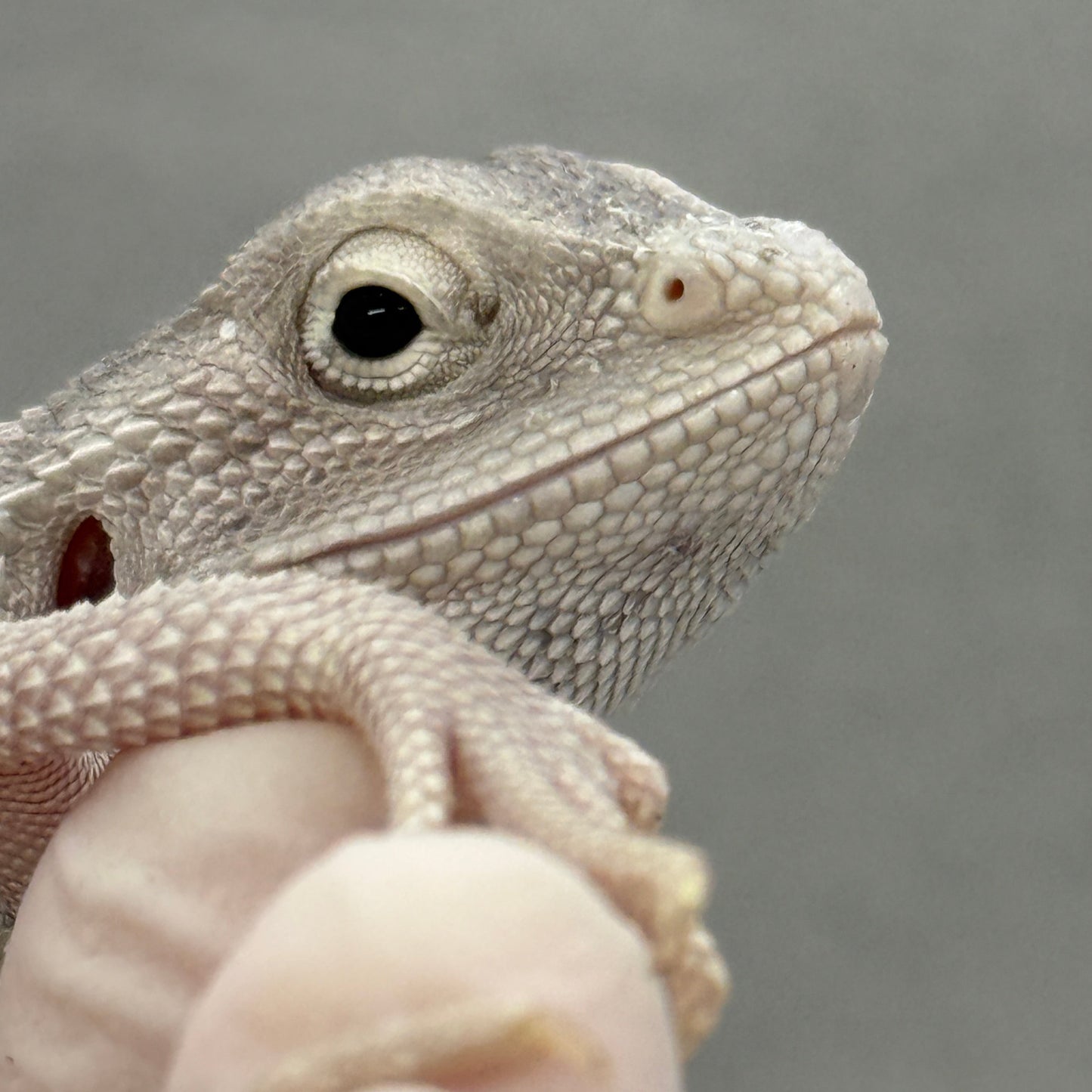 Hypo Zero UNIQUE EYES Bearded Dragon 304