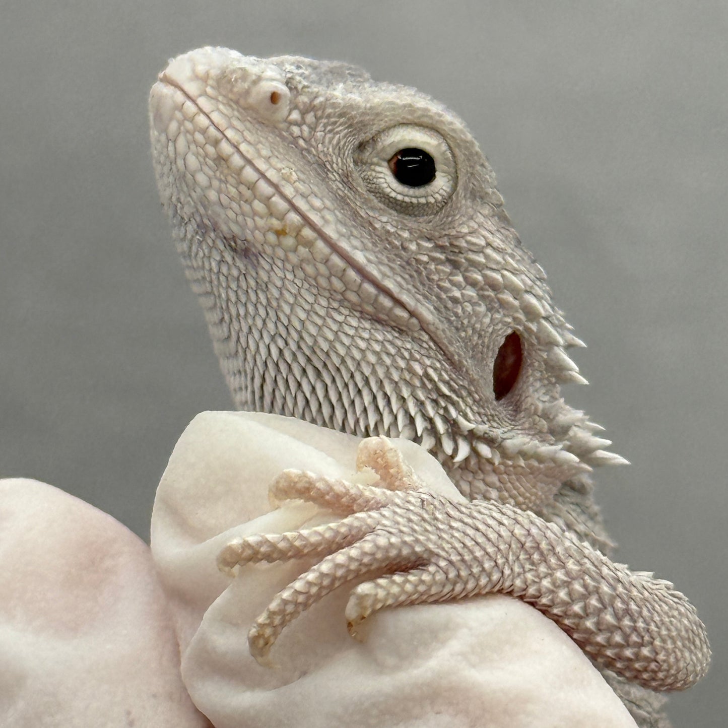 Hypo Zero UNIQUE EYES Bearded Dragon 304