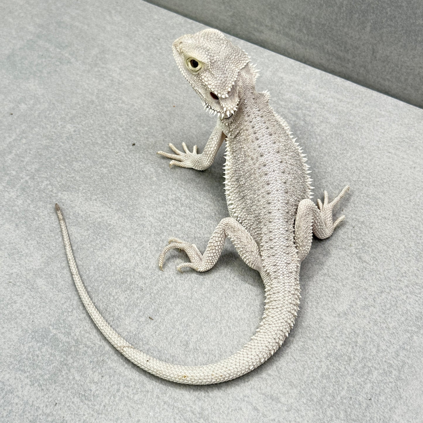 Hypo Zero Bearded Dragon 305