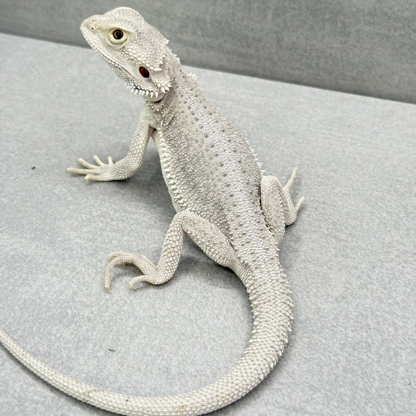 Hypo Zero Bearded Dragon 305