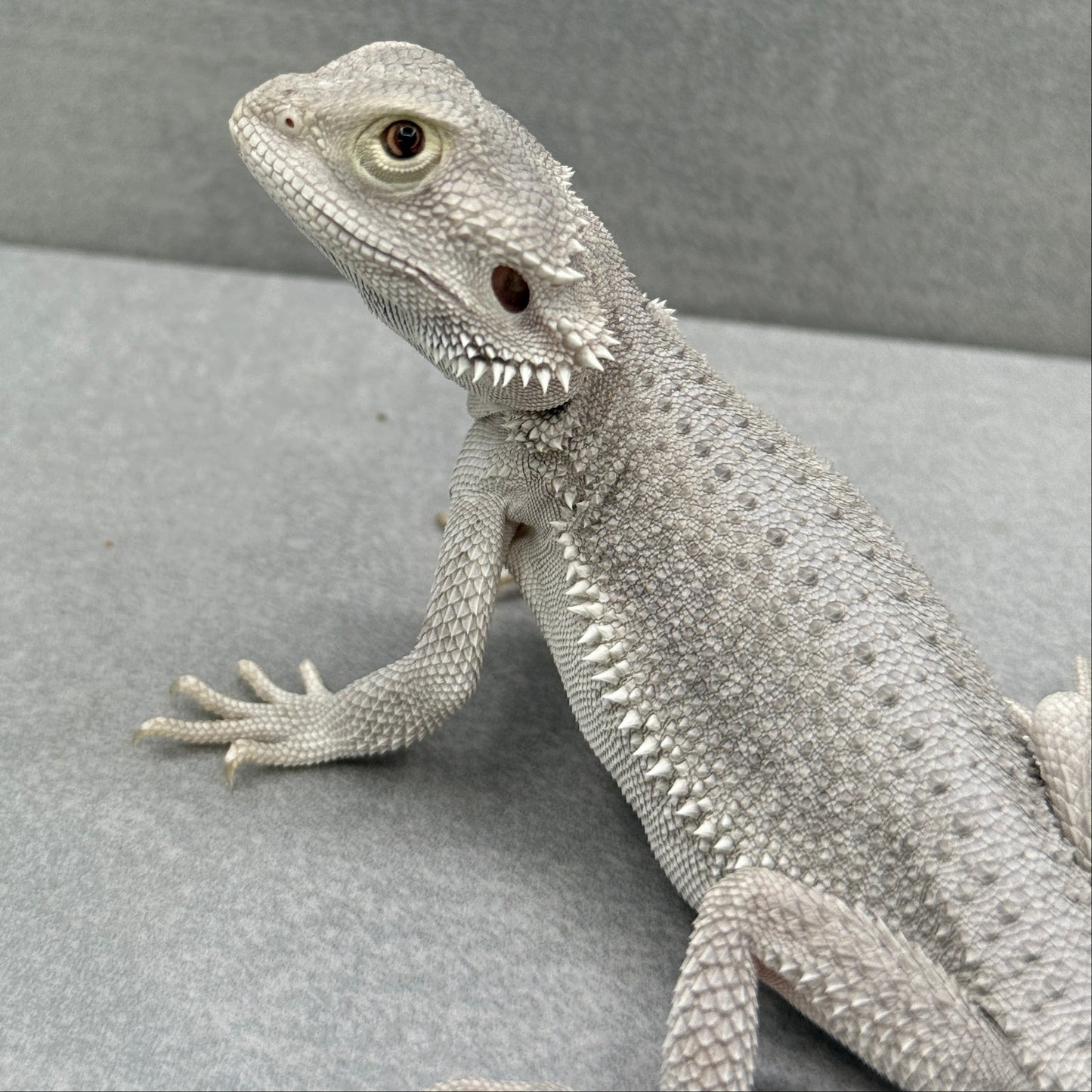 Hypo Zero Bearded Dragon 305