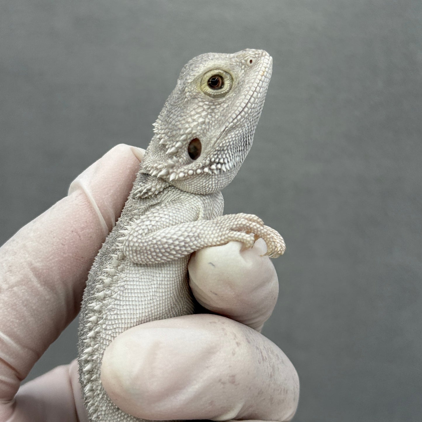 Hypo Zero Bearded Dragon 305