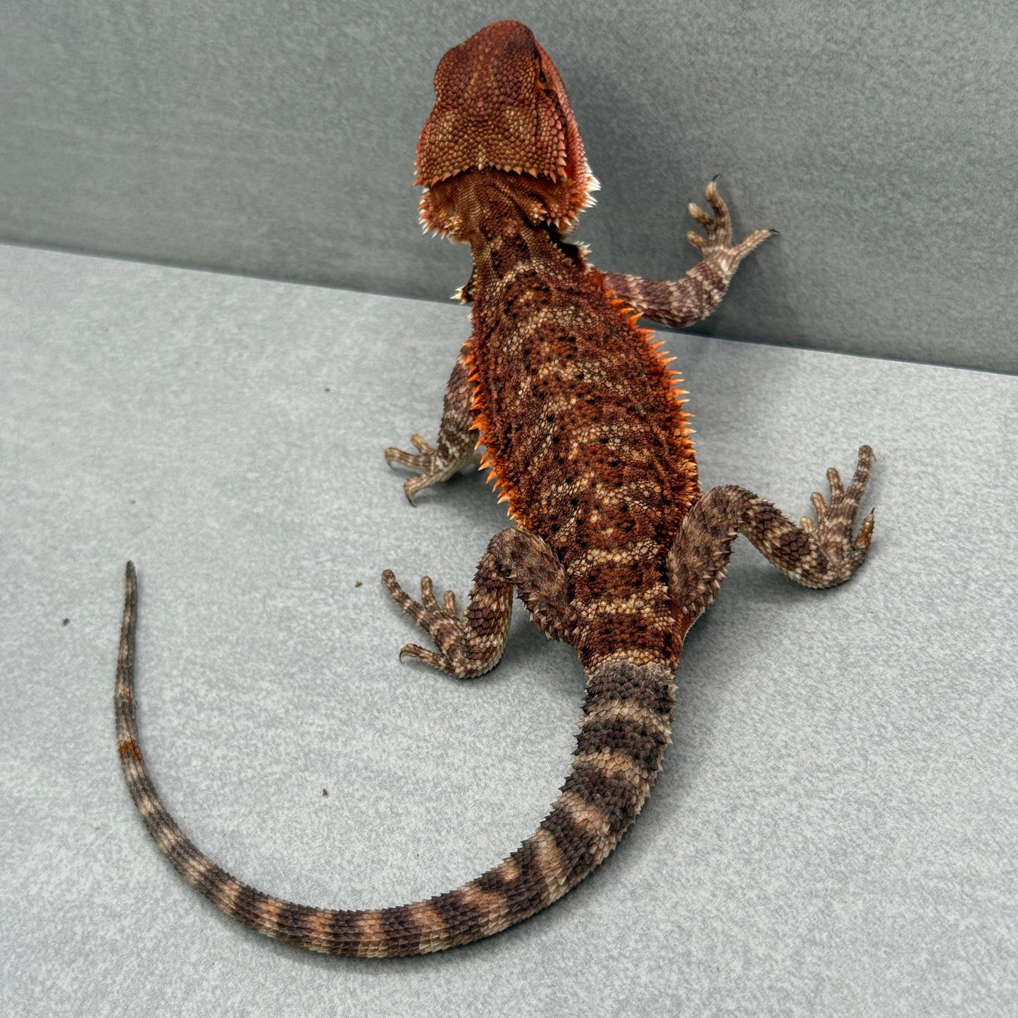 Red Monster Bearded Dragon 306
