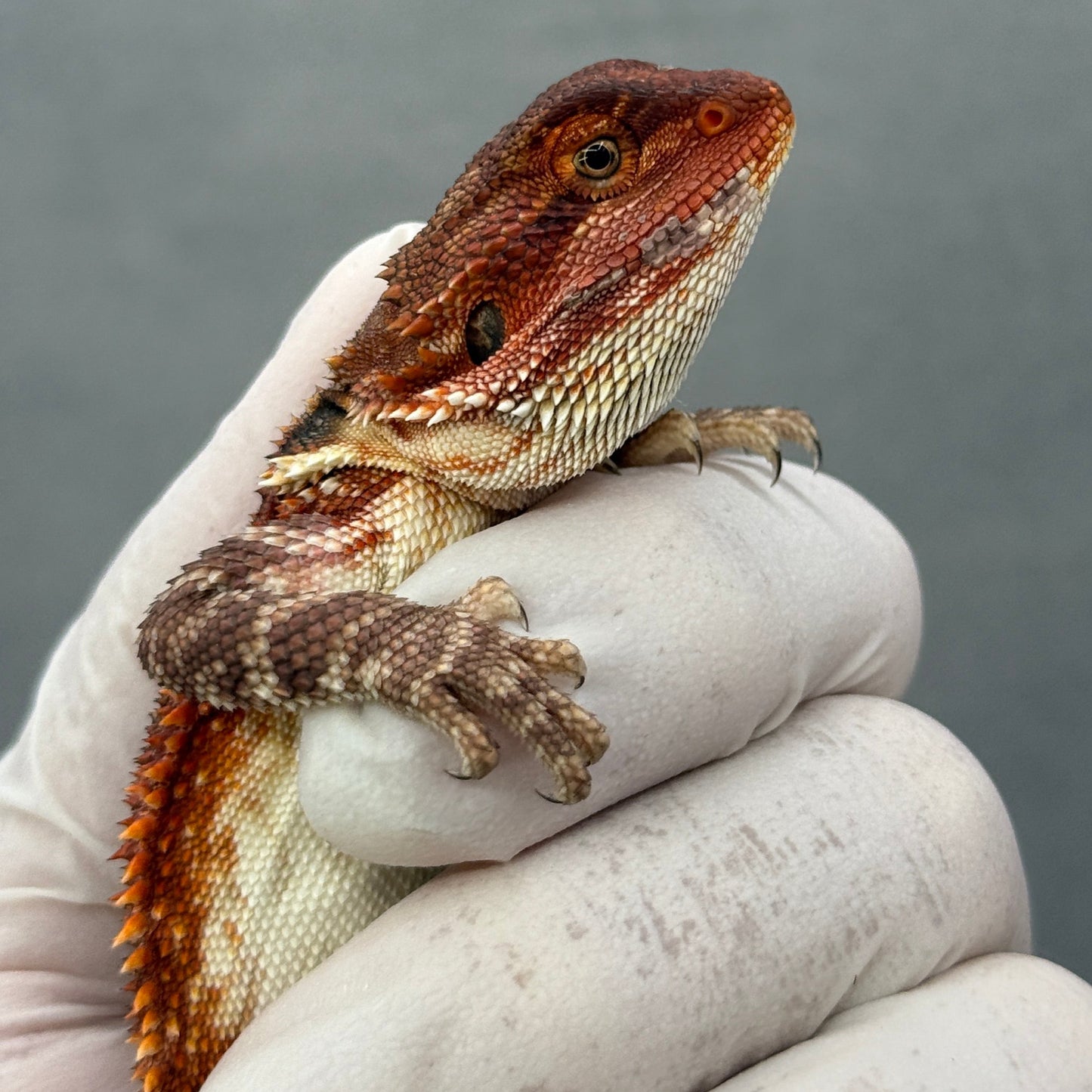 Red Monster Bearded Dragon 306
