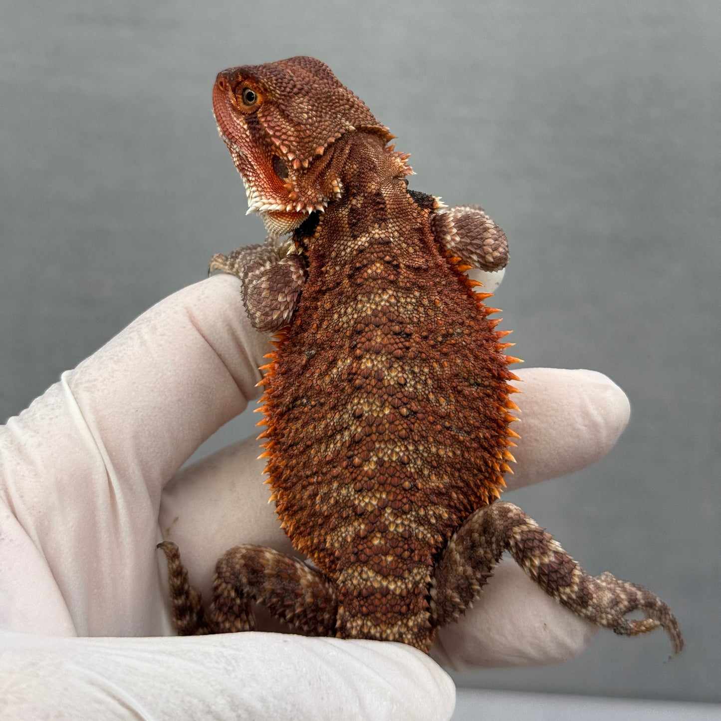 Red Monster Bearded Dragon 306