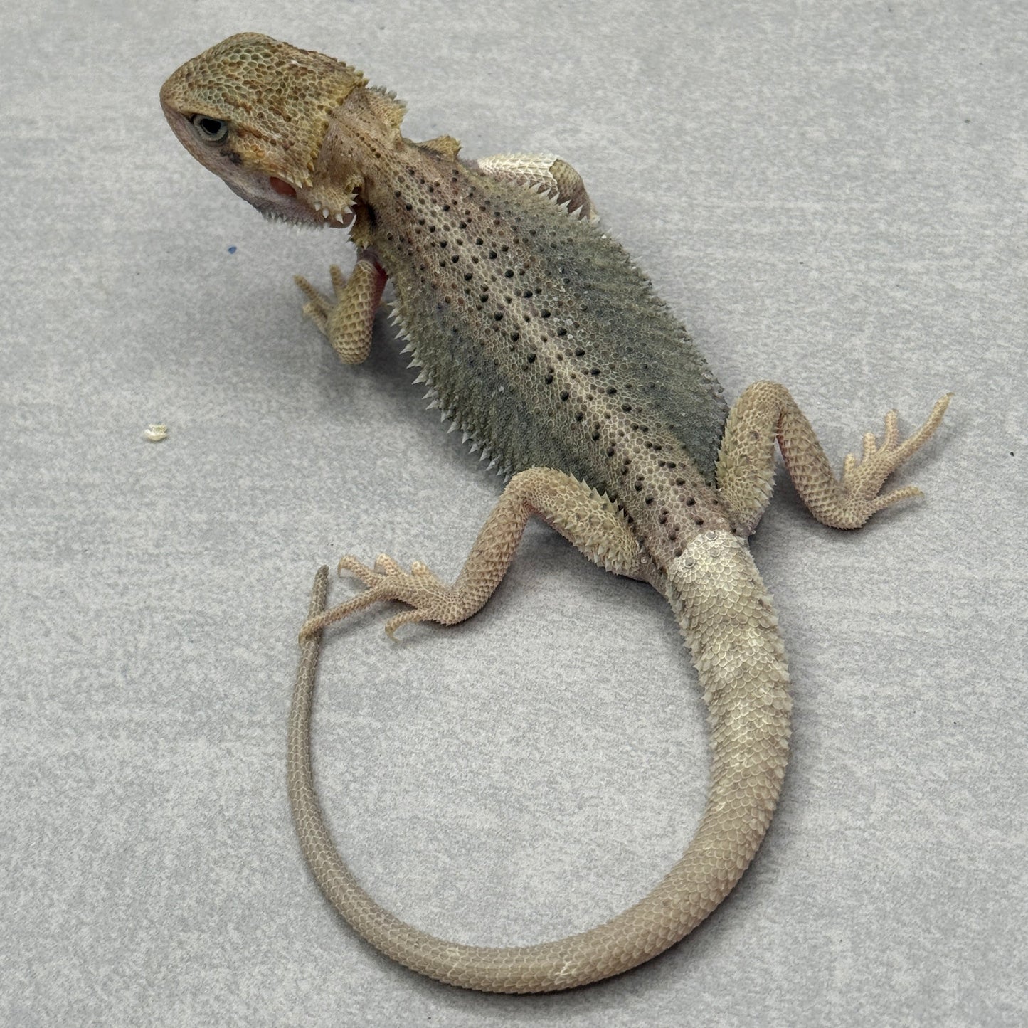 Hypo Trans Thunderbolt Bearded Dragon