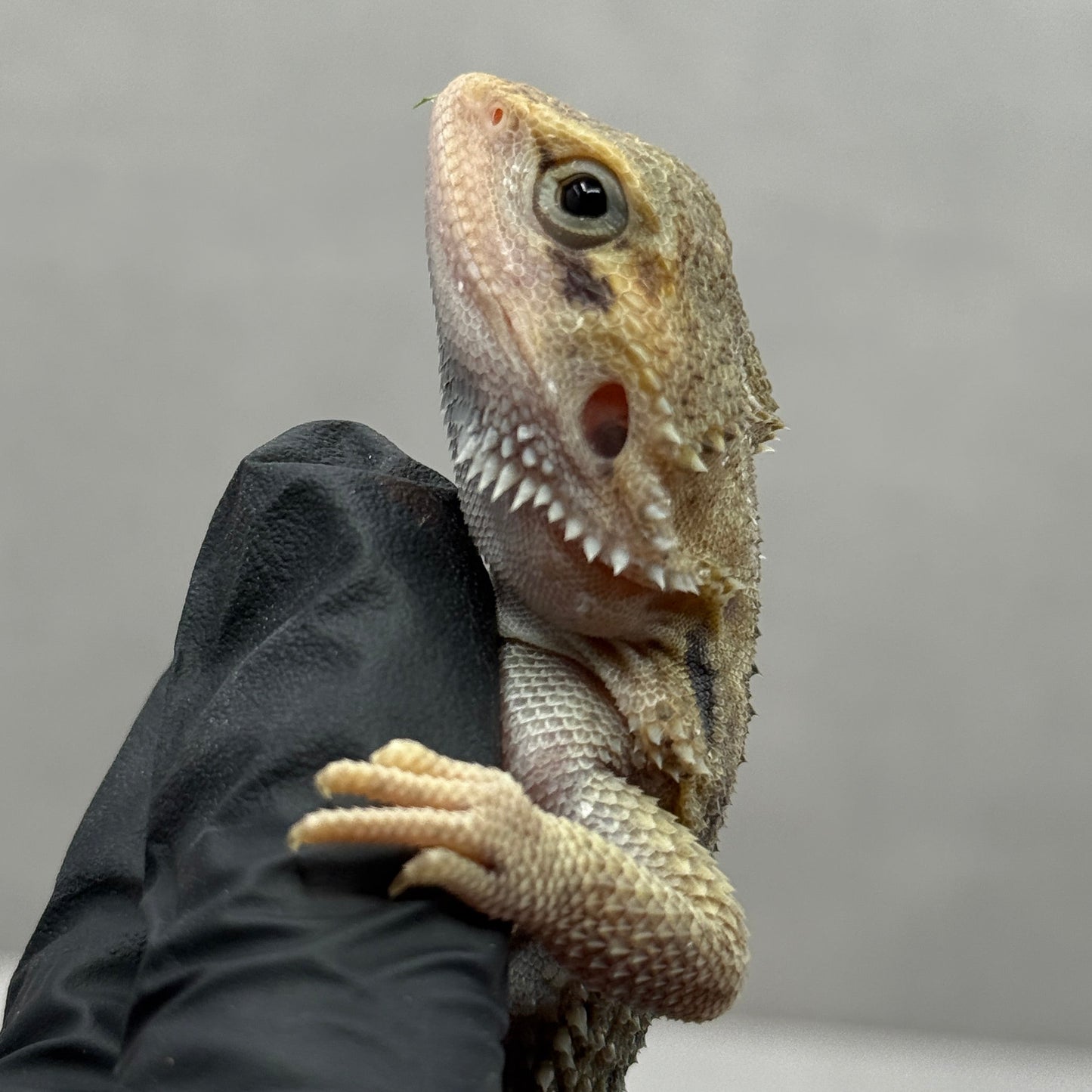 Hypo Trans Thunderbolt Bearded Dragon