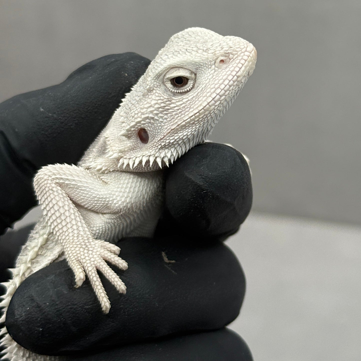 Hypo Zero Bearded Dragon 710