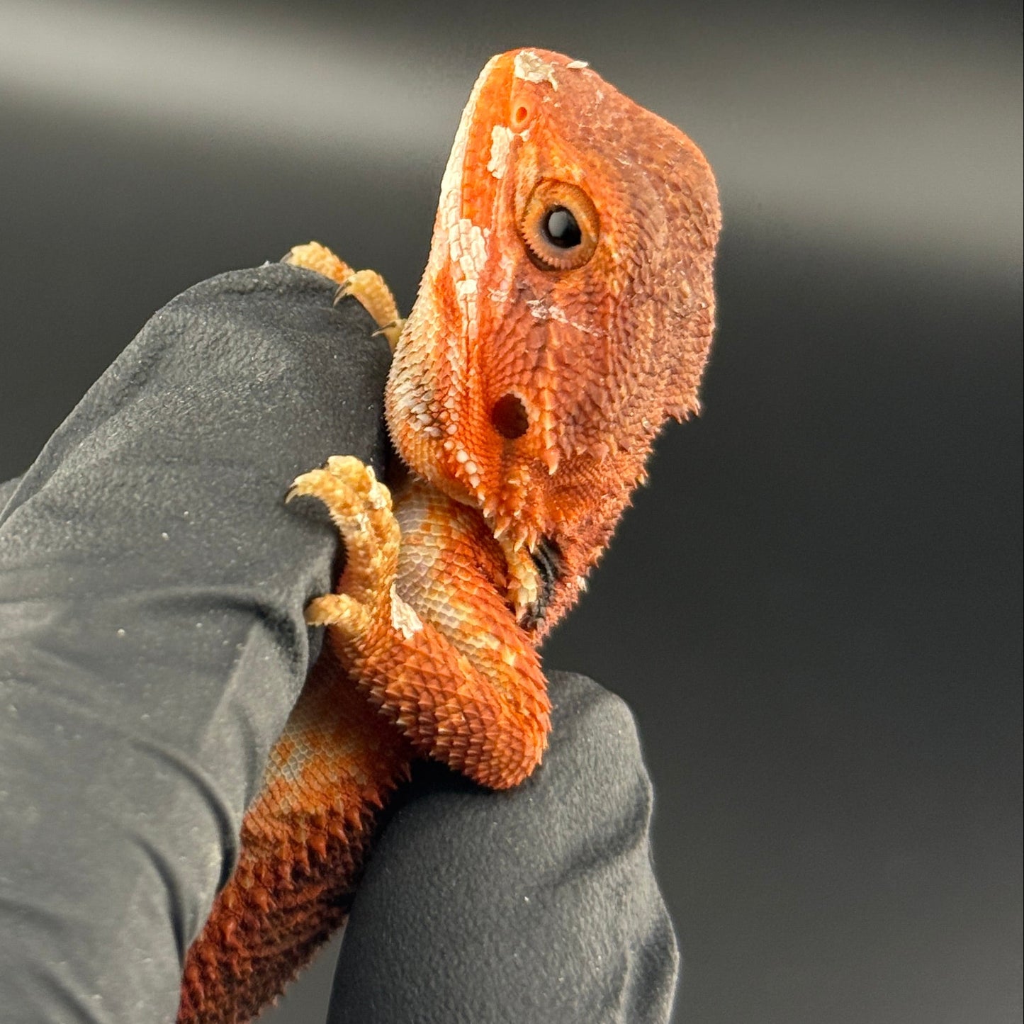 Trans Red Bearded Dragon 621