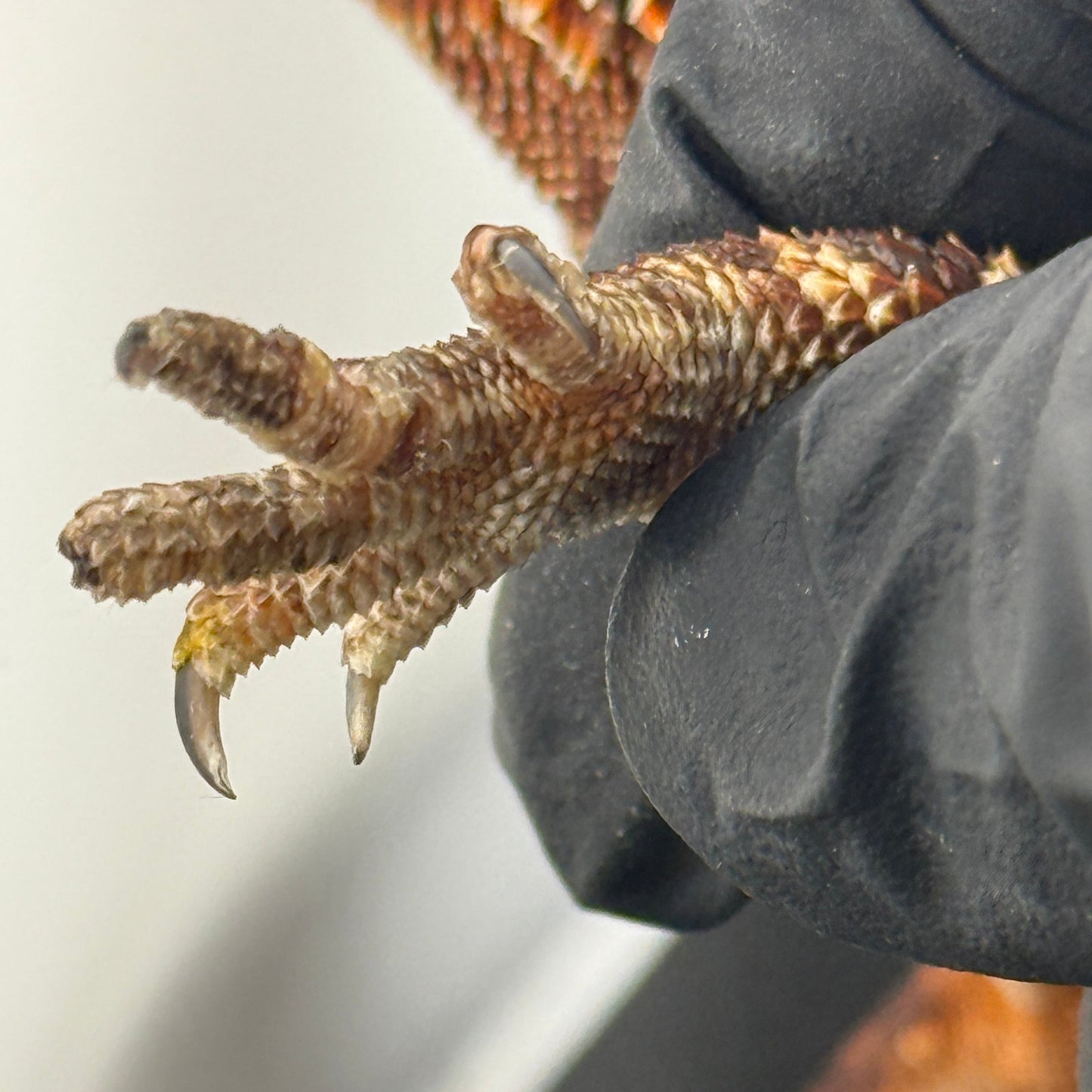 Paradox GENE** Red Monster Bearded Dragon 510
