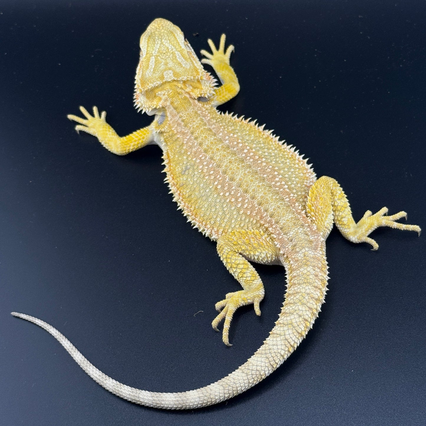CAT EYE'd Hypo Trans Citrus GS bearded dragons 807