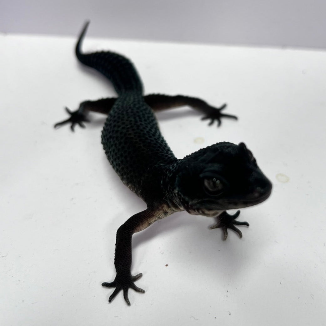 Black Night Leopard Gecko Available