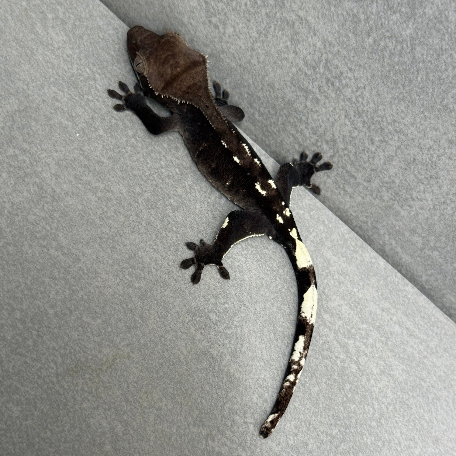 Crested Gecko