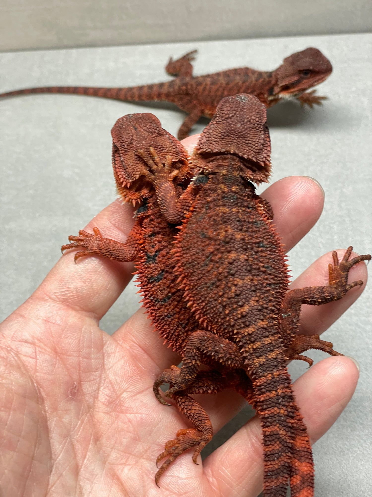 Bearded Dragons Available