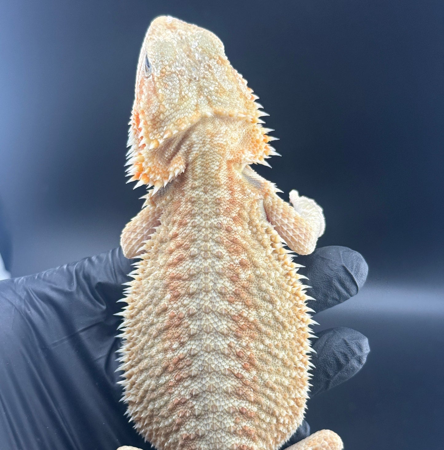 Citrus G stripe 808