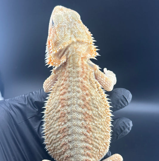 Citrus G stripe 808
