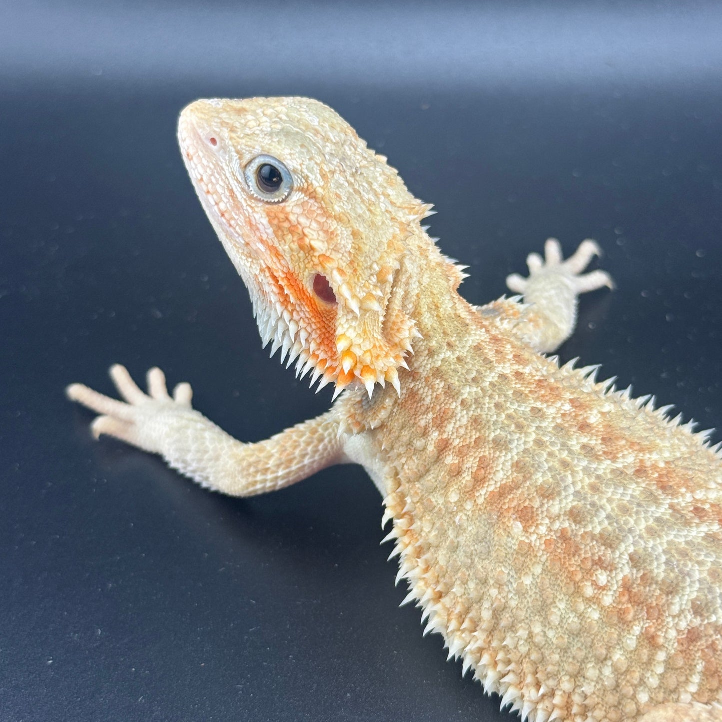 Citrus G stripe 808