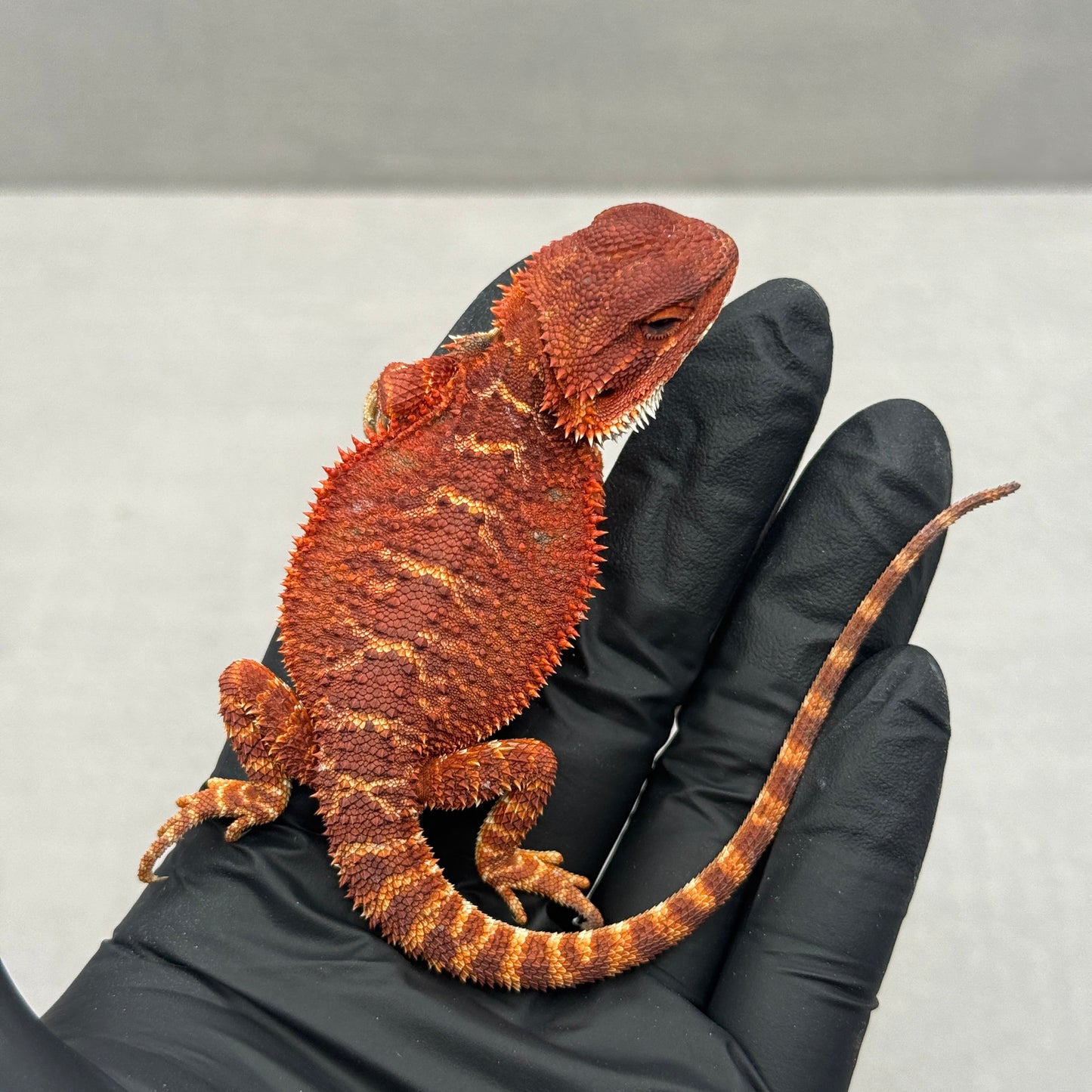 Red Monster Bearded Dragon 505