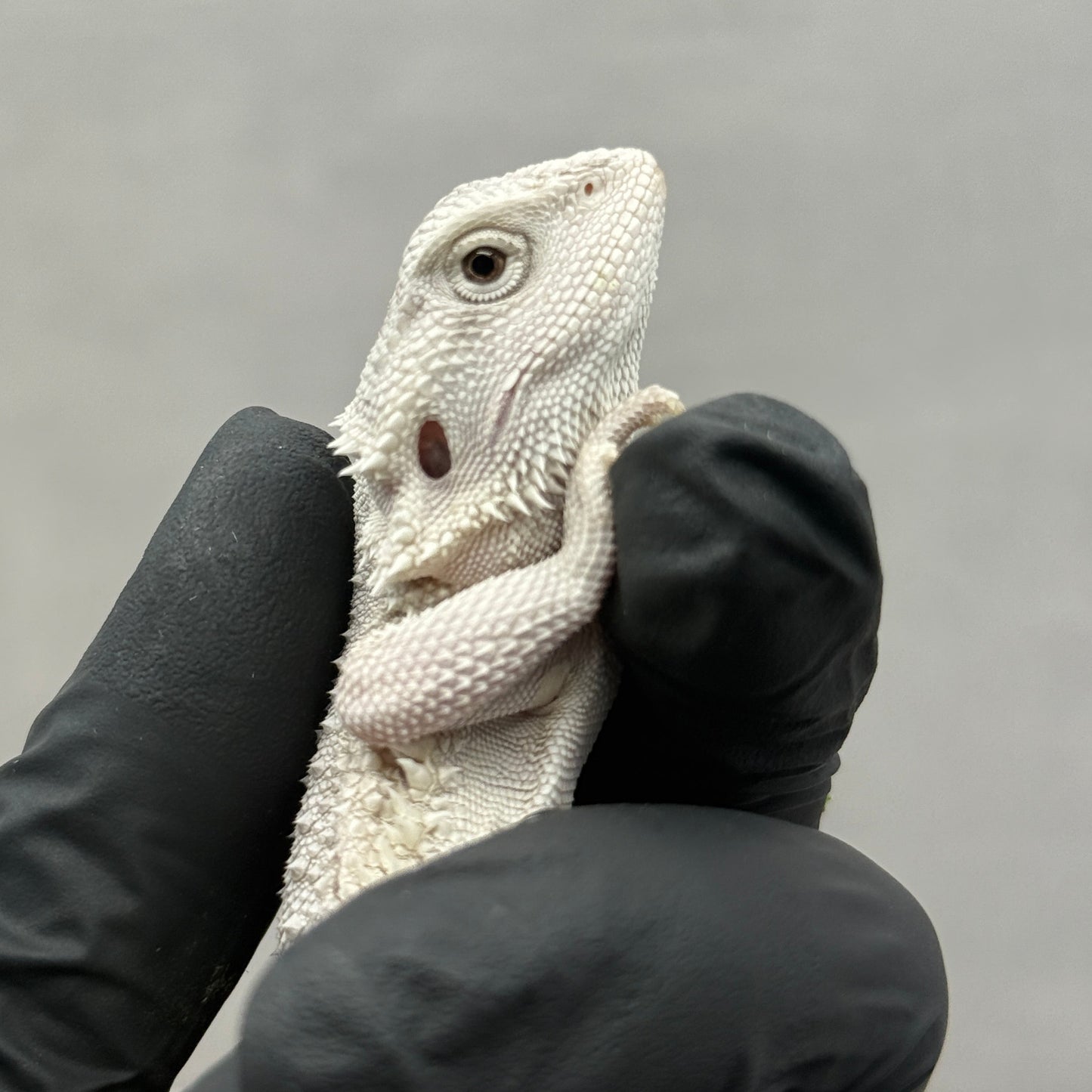 Hypo Zero Bearded Dragon 756