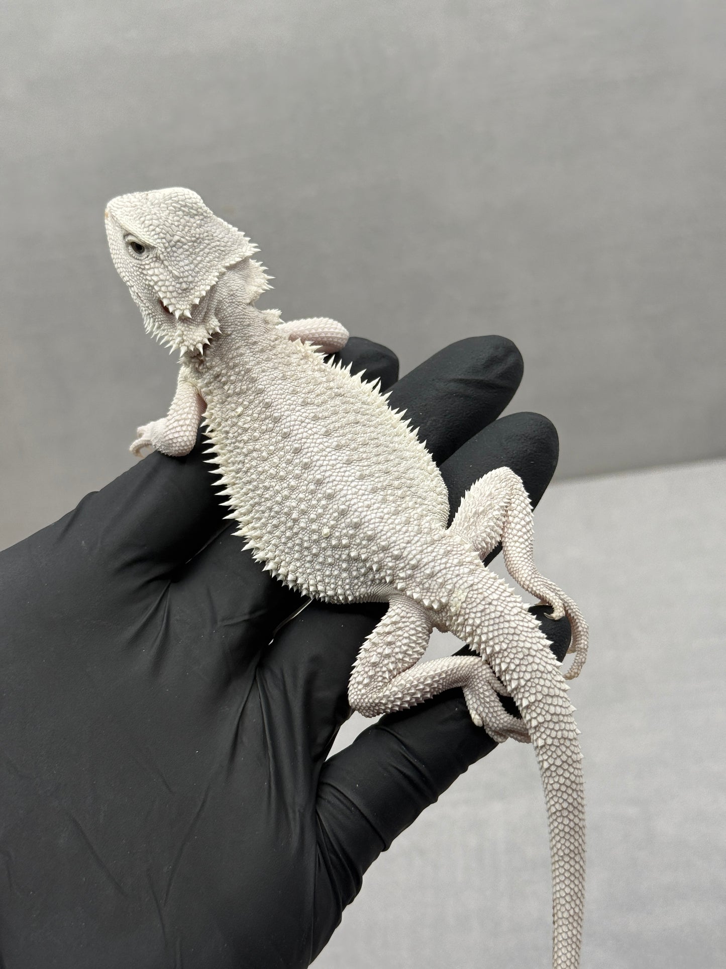 Hypo Zero Bearded Dragon 756