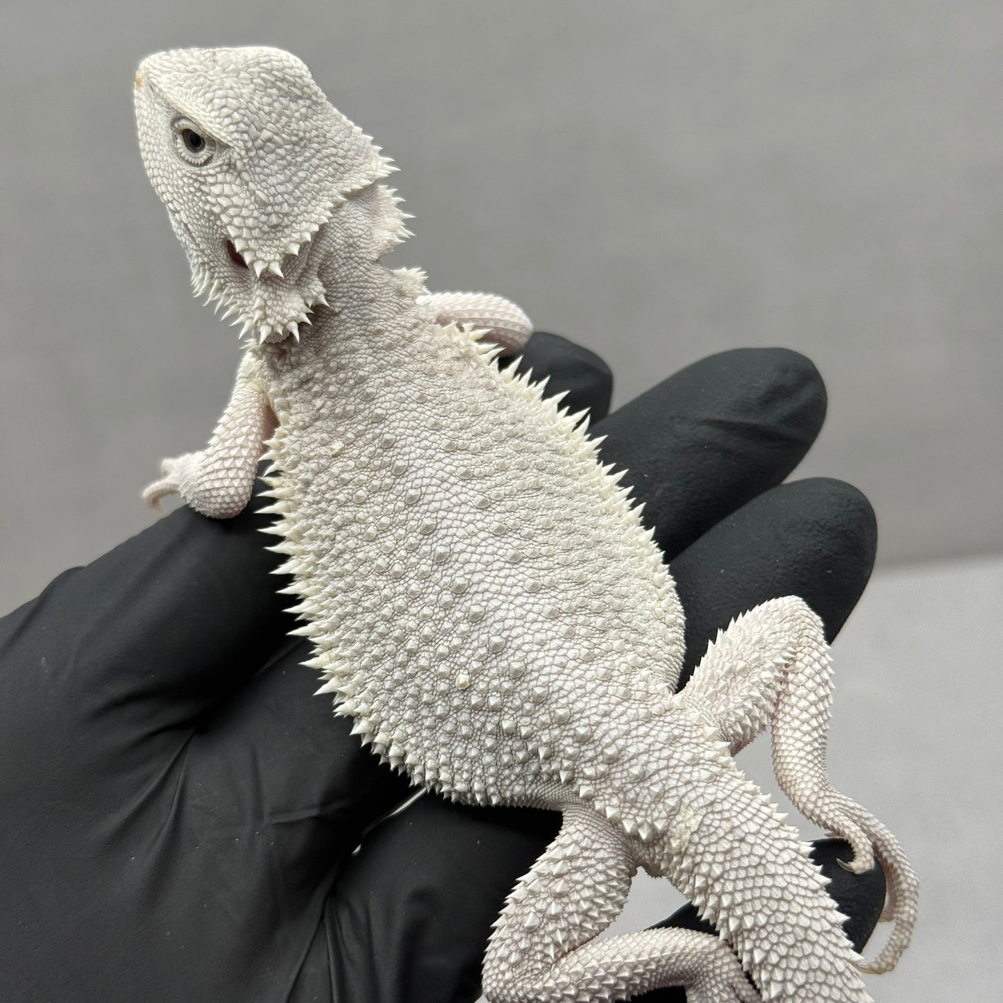 Hypo Zero Bearded Dragon 756