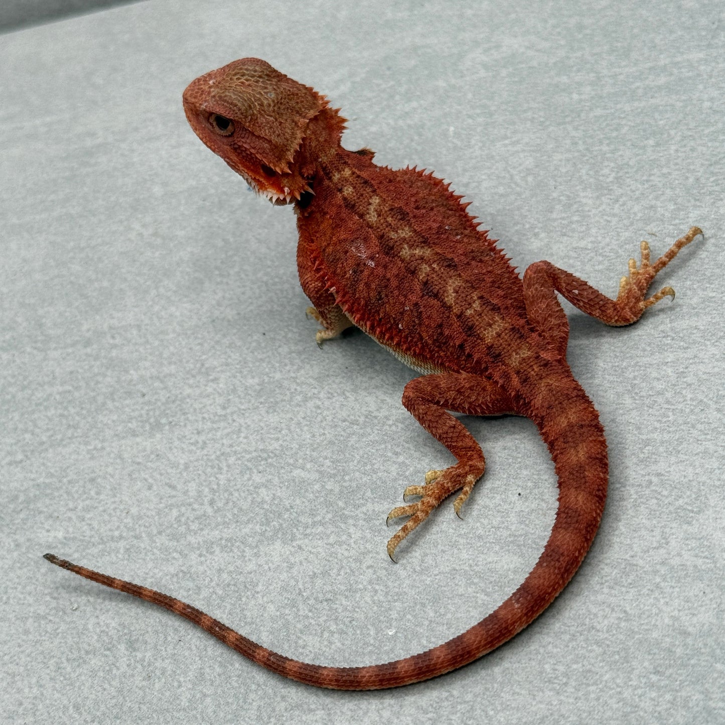 Red Trans Bearded Dragon 645