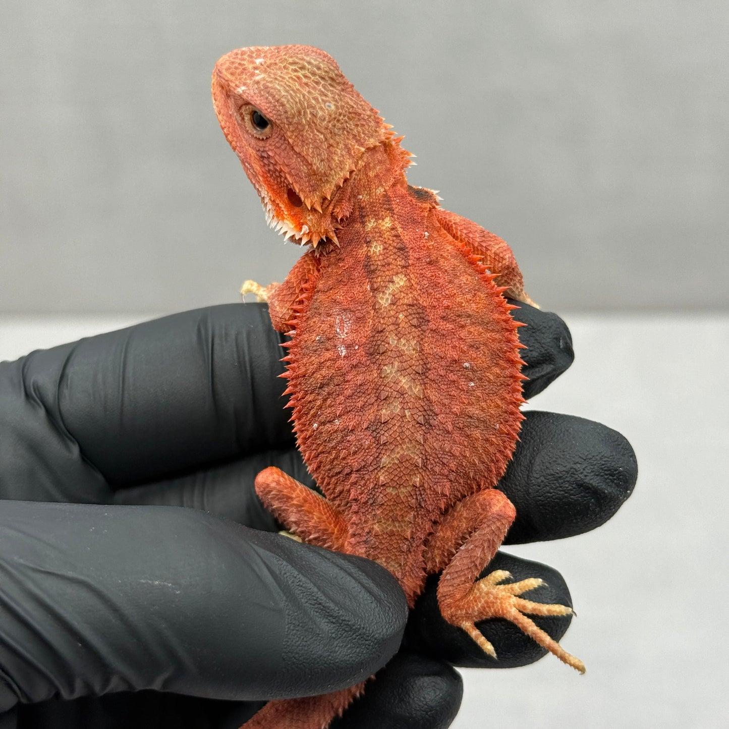 Red Trans Bearded Dragon 645
